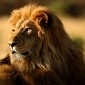 Danish Zoo Dissects Lion in Front of Children