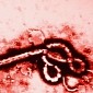 Ebola Confirmed to Be an STD: What This Means for Public Health