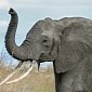 Elephants Almost Never Get Cancer, and Researchers Now Know Why