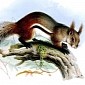 Elusive Vampire Squirrel Caught on Film in Indonesia - Video