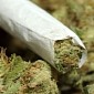 Family Sent 50 Pounds (22.6 Kilograms) of Marijuana in the Mail