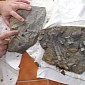 Fossilized Dinosaur Foot Found on Beach in Wales