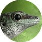 GeckoLinux Rolling Editions Now Based on the Latest openSUSE Tumbleweed Snapshot