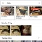 Google Photos to Start Showing Albums in Search Results