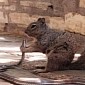 Hungry Squirrel Devours Snake Whole