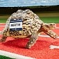 Introducing Bertie, the Fastest Tortoise in the World