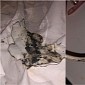 iPhone Charger Catches Fire, Flames Cause Burn to Owner’s Face