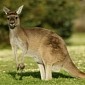 “Kangaroo Apocalypse” Scares the Life Out of Cyclist in Australia