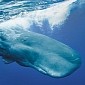 Lump of Whale Vomit Expected to Sell for ₤7,000 (€9,600 / $10,800)