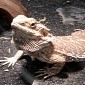 Male Dragon Lizards in Australia Are Turning into Females
