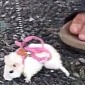 Man and Hamster on a Leash Go Walkies Every Day