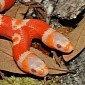 Meet Medusa, the Two-Headed Albino Snake