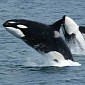 Panicked Shark Jumps on Land to Escape Pod of Killer Whales
