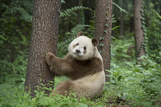 Qi Zai Is a Brown and White Panda, One of a Handful in the World
