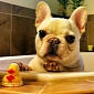 "Sir Charles Barkley" French Bulldog Gains Instagram Following
