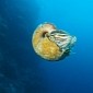 Rare Slimy Nautilus Seen for the First Time in Decades