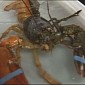 Rare Two-Colored Lobster Caught Off the Coast of Maine, US