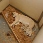 Rare White Lion Cubs Born at Toronto Zoo in Canada