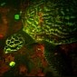 Red and Green Glowing Sea Turtle Resembles an Aquatic UFO - Video