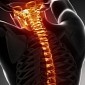 Researchers Describe Novel Way to Repair Injured Spinal Cords
