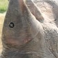 Rhinos Wear Cameras in Their Horns to Stop Poaching