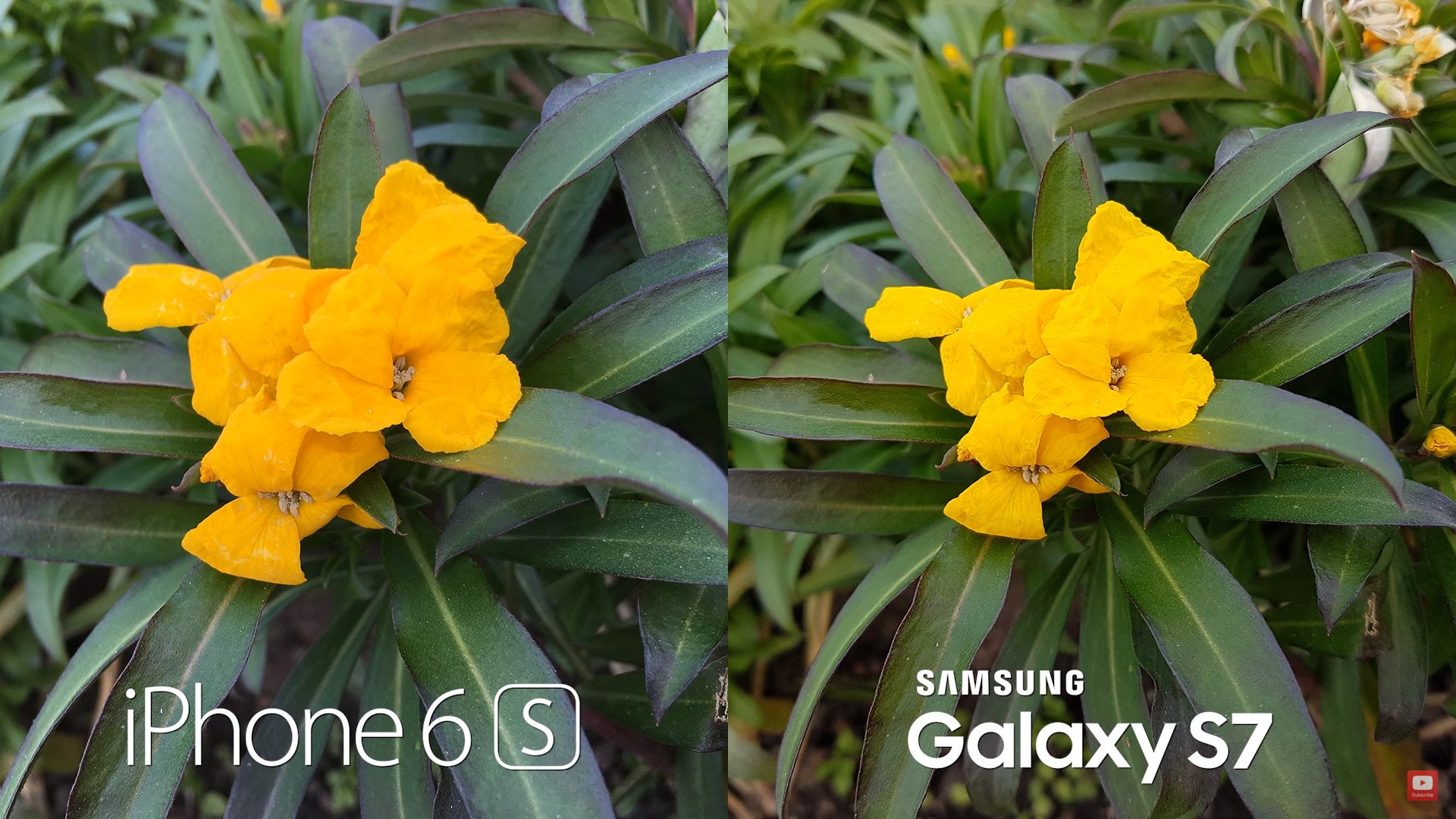 Samsung Galaxy S7 Mops the Floor Up with iPhone 6S in Camera Test