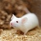 Scientists Genetically Engineer Genius Mice