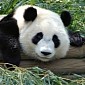 Scientists Want to Clone Panda Bears Living at Edinburgh Zoo