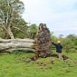 Storm Uproots Tree in Ireland, a Skeleton Emerges from Under It