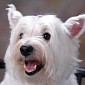 Study: We Once Had Dog-like Ears, Could Wiggle Them Around