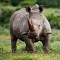 There Would Be Rhinos Living in Europe If It Weren't for Us Humans