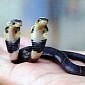 Two-Headed Cobra Born at Snake Farm in China