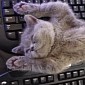 Ubuntu Team Needs a Cat to Replicate Important Bug