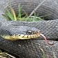 Virgin Birth: Snake Gets Pregnant and Delivers, All Without a Mate