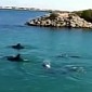 Watch: Dog Goes for a Swim with a Pod of Dolphins