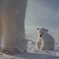 Watch: Polar Bear Mom Films Cub's First Steps Outside the Den
