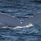 Watch: Rare White Whale Spotted Off the Coast of Australia