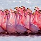 Watch: Science Video Explains Why Flamingos Are Pink