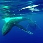 Watch: Snorkelers Swim with Humpback Whale and Her Calf