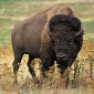 Woman Attempts Selfie with a Bison, the Animal Attacks Her