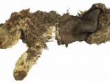 These woolly rhino remains are 10,000 years old
