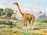 Alticamelus, the extinct "giraffe" camel