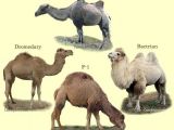 Various type of camels. F1 is the hybrid between dromedary and Bactrian camel
