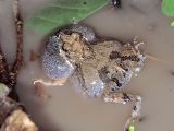 Huge vocal sac in the South American Tungara frog