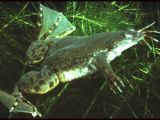 The clawed frog (Xenopus) croaks underwater