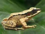 The ultrasound frog: Amolops tormotus