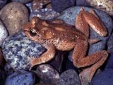 Ascaphus truei, the mute North American tailed frog