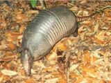 Nine banded armadillo, common in southeastern US