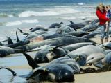 Mass stranding of pilot whales (a type of toothed whale)