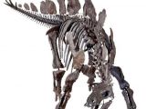 The dinosaur skeleton is estimated to be about 150 million years old